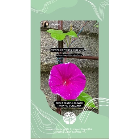 Benih Bibit Biji - Bunga Japanese Morning Glory Xiong's Red Crown (Ipomoea Nil) Flower Seeds