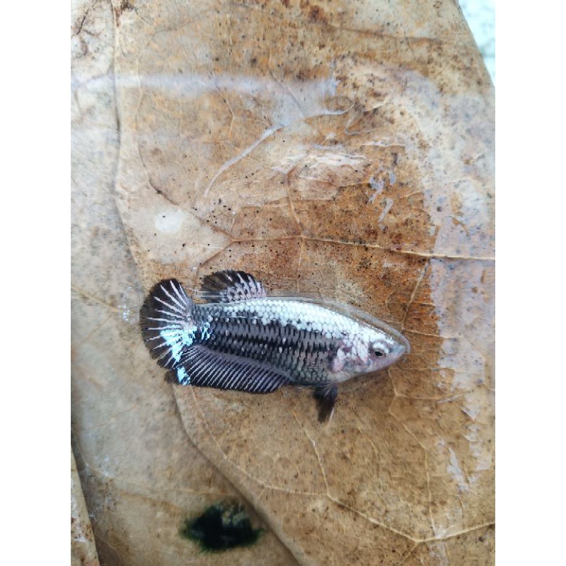 ikan cupang female/betina Black Samurai / Black Mamba