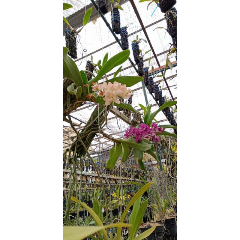 Tanaman Hias Bunga Anggrek Rhynchostylis Gigantea  Dewasa