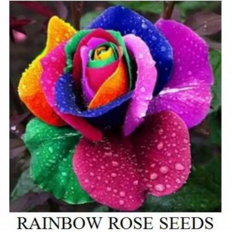 Benih Biji Bunga Mawar Rainbow