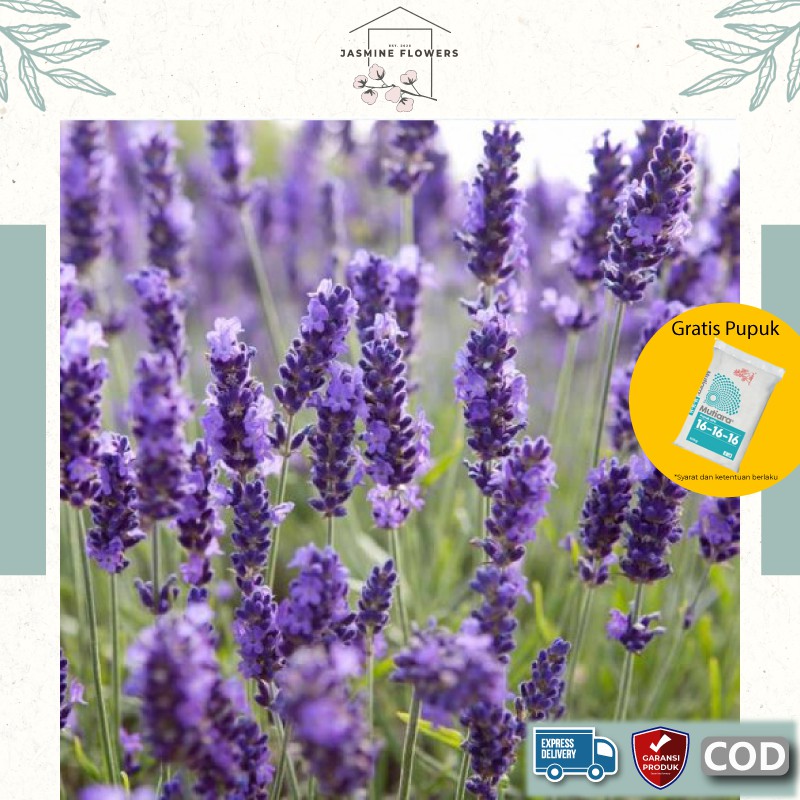 Tanaman Hias Bibit Bunga Hidup Lavender Ungu Segar Murah Asli