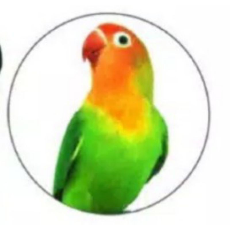 krodong lovebird, kerodong kandang kapsul doubel rit, krodong tebal