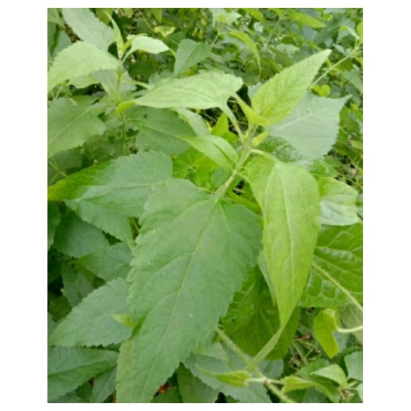 

Daun balakacida 1 Kg jamu kista / Daun krinyuh segar daun marenggo daun kopasanda segar 1kg / daun enye enye