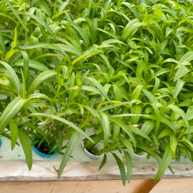 

SAUYUR KANGKUNG HIDROPONIK 2KG