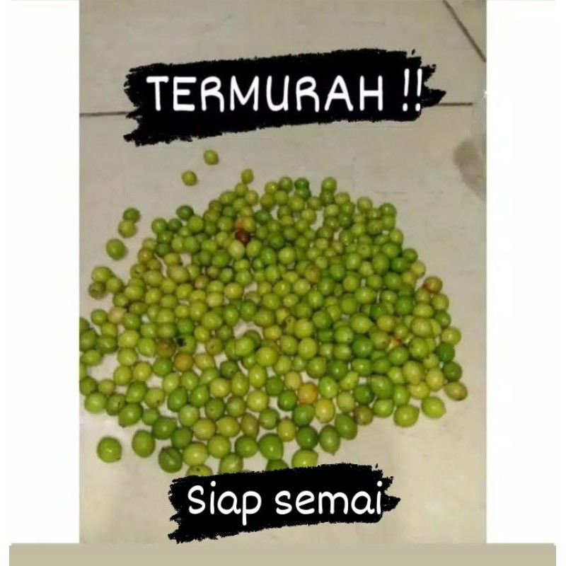 HARGA BISA NEGO Biji Lohansung Mawar Siap Semai bibit bonsai Termurah