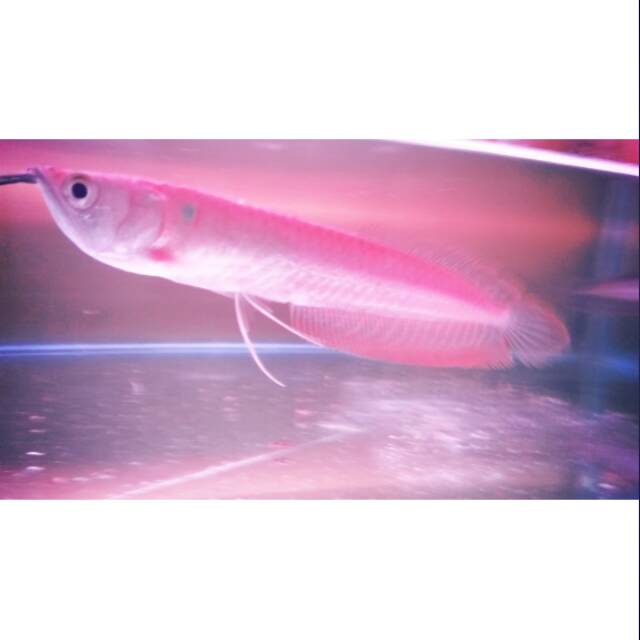 35cm Ikan Arwana silver red brazil arowana 16cm 18cm