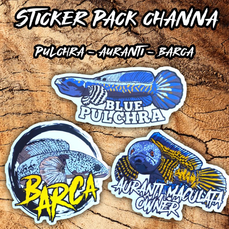 Stiker pack ikan channa 3pcs (pulchra, barca, auranti) BISA COD