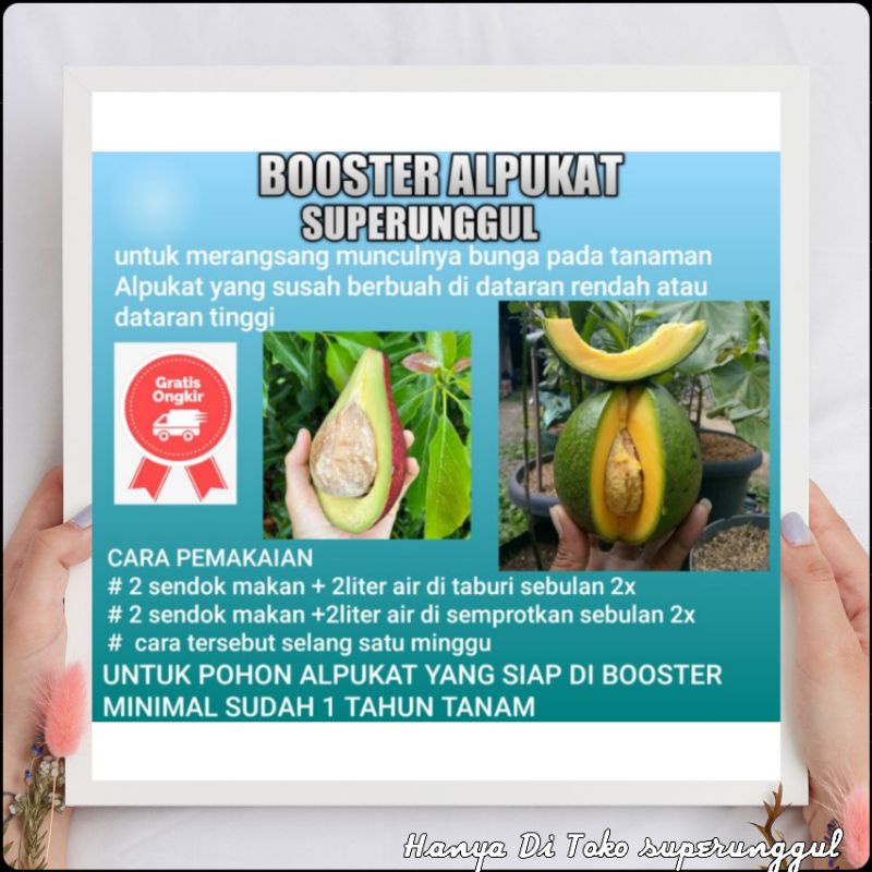 Pupuk Booster Bibit Alpukat untuk mempercepat berbuah dan melebatkan buah