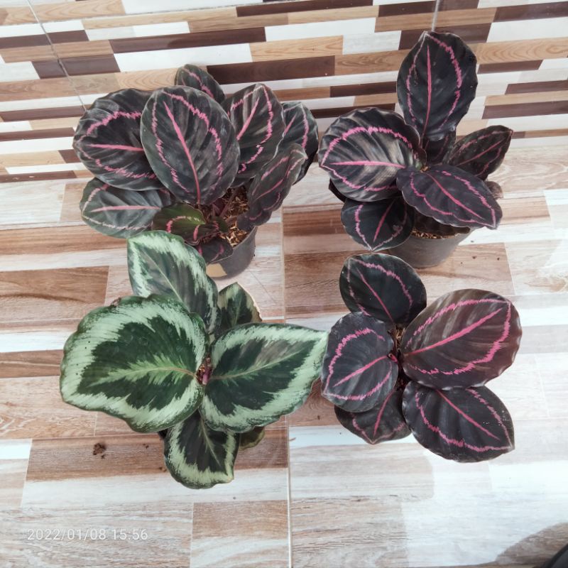 calathea black lipstik& medalion harga per pot
