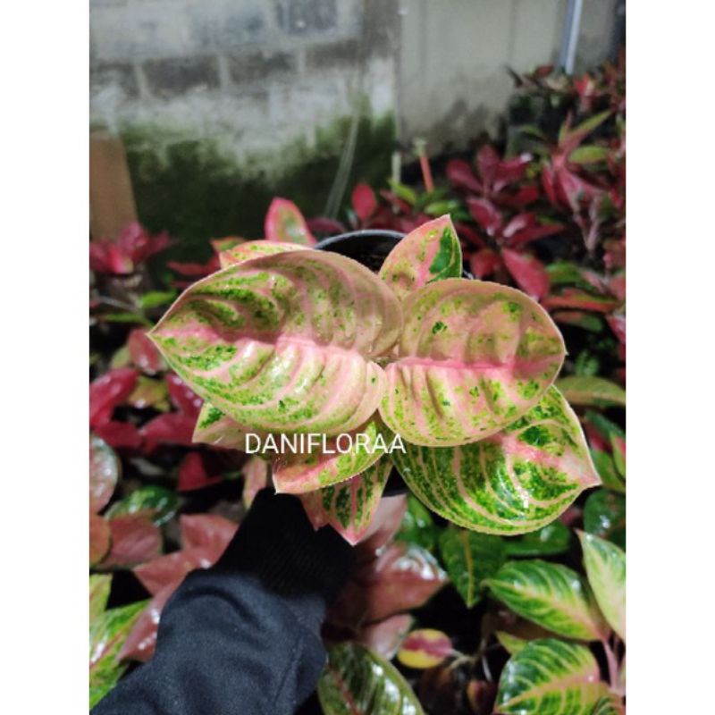 Aglonema Denpasar Moon ORI