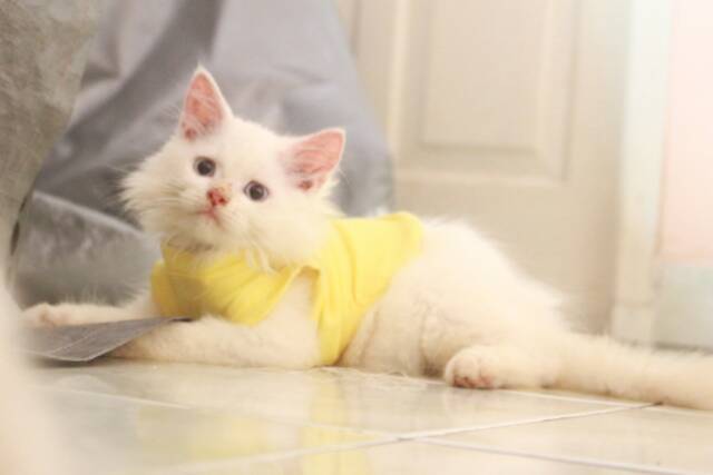 Kaos Simple polos Warna kuning lucu untuk kucing dan anjing size S M L XL (pilih size)