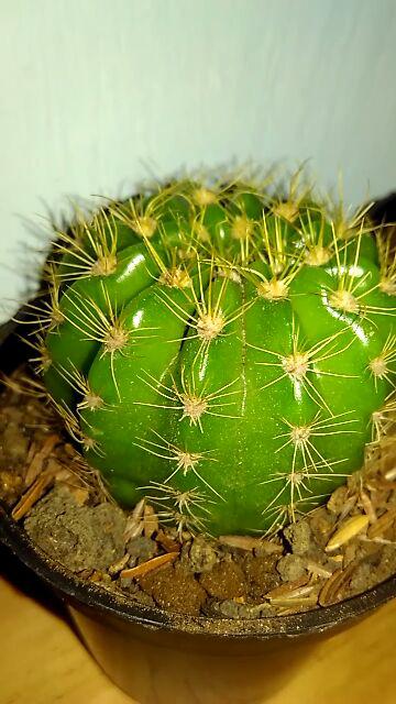 Kaktus Dan Sekulen ( Minimal 30 Packs )