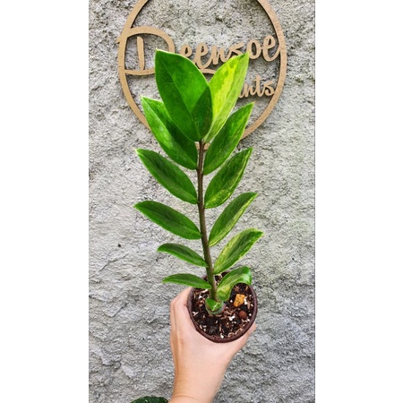 zamia furfuracea varigata