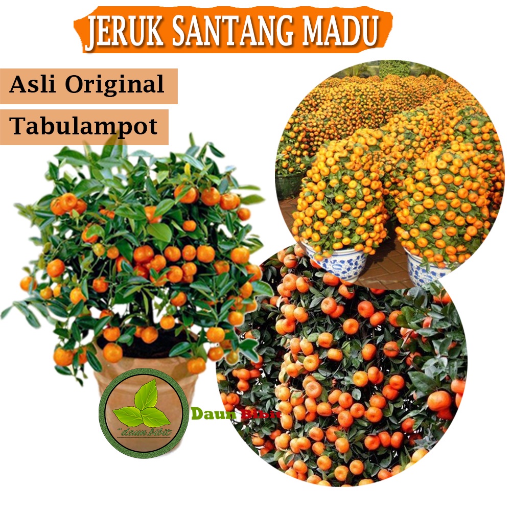 PALING DI CARI Bibit Jeruk Santang Madu Okulasi Cepat Berbuah