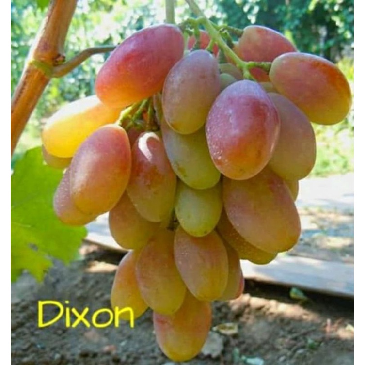 bibit anggur import dixon cepat berbuah