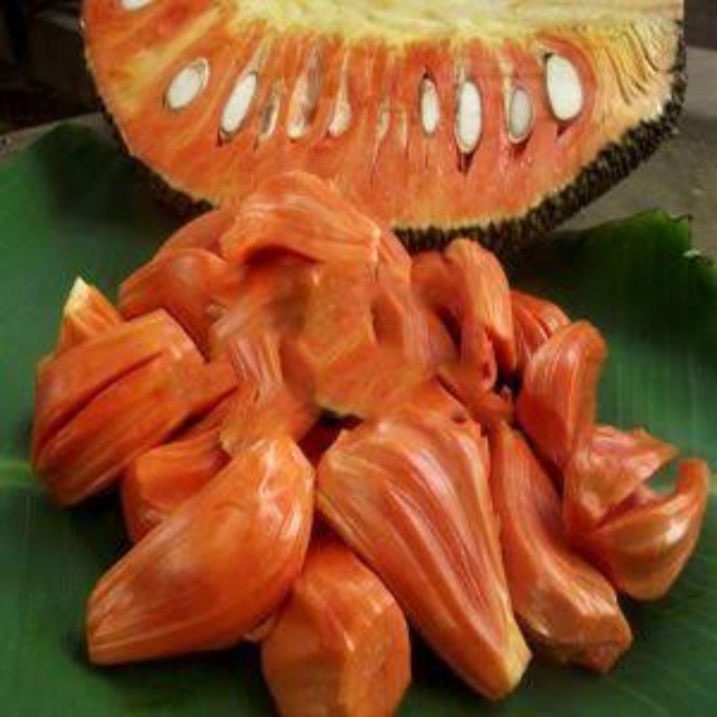 bibit tanaman buah nangka merah thailand asli super