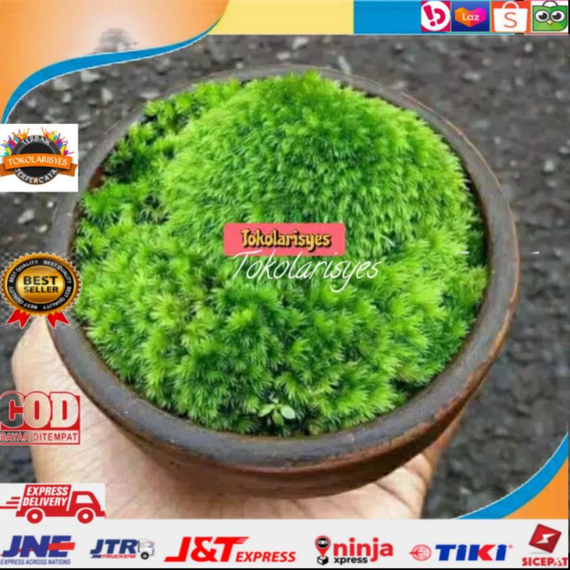 LUMUT HIDUP / FOREST MOSS Cover Bonsai