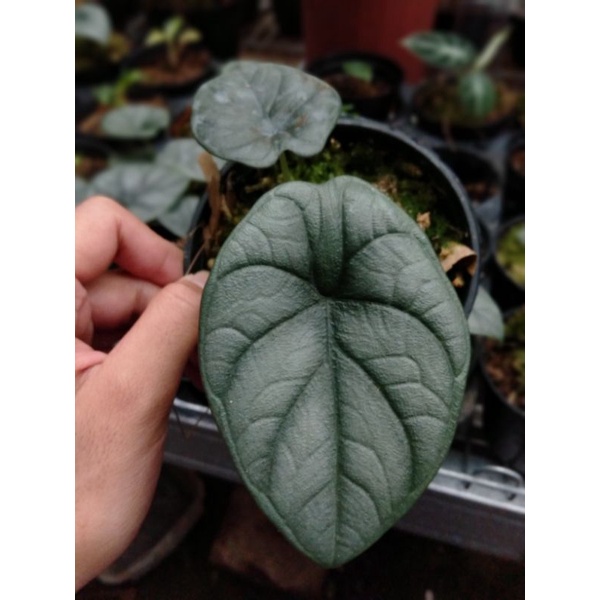 Alocasia Dragon Moon