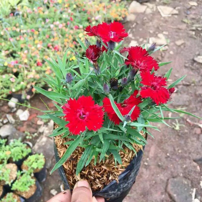 

bunga diatus