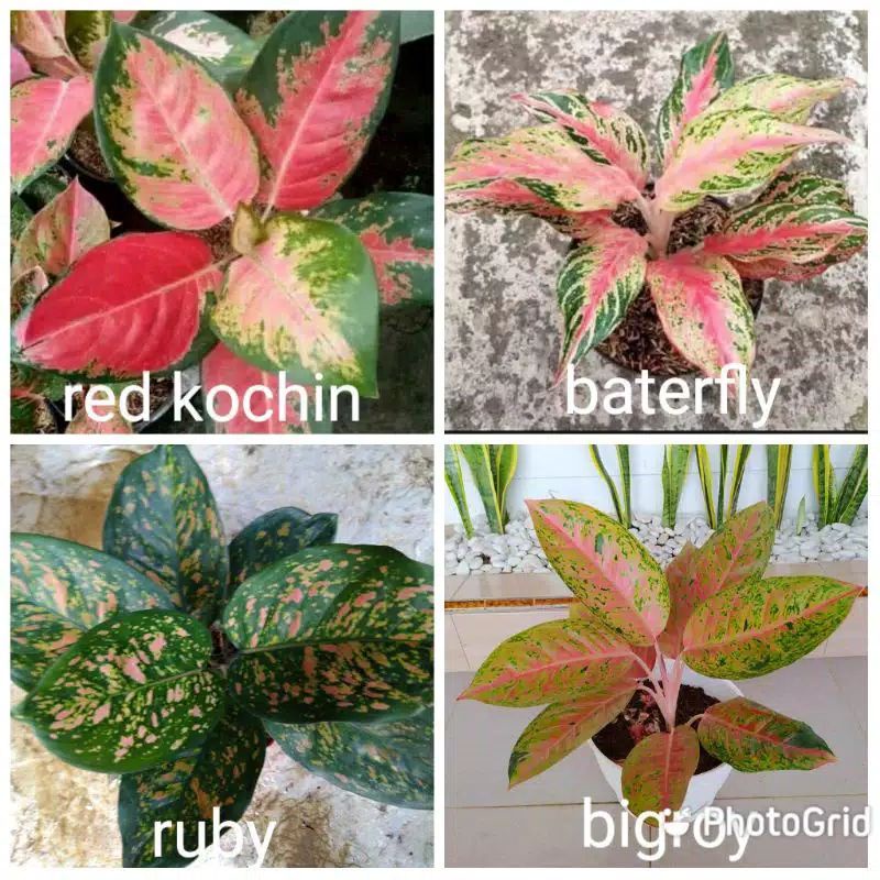 Paket Murah 4 Jenis Tanaman Hias Anakan Aglonema Tanaman Hidup-,Bunga Hidup Murah Bunga Hiasan rumah