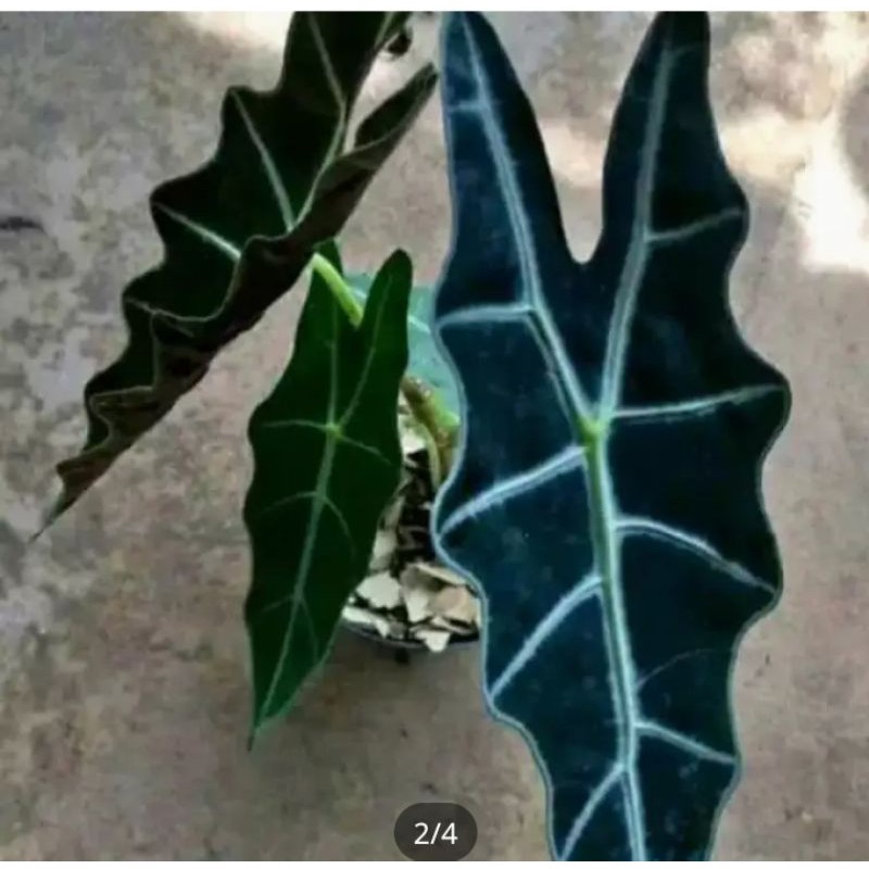 tanaman hias keladi alokasia silver/tanaman hias keladi amazon