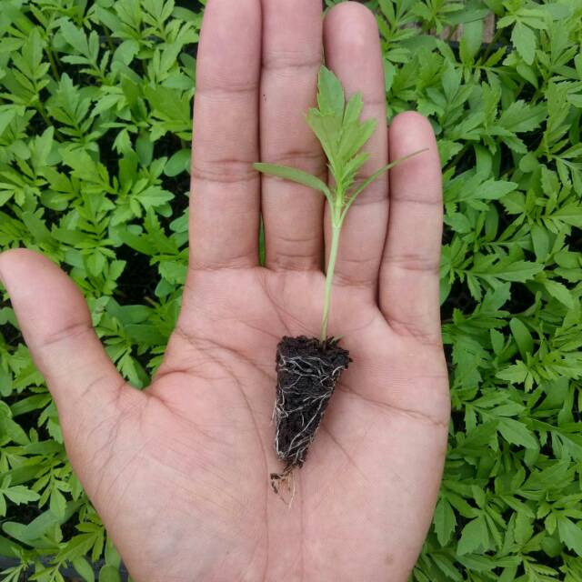 indourbanfarm