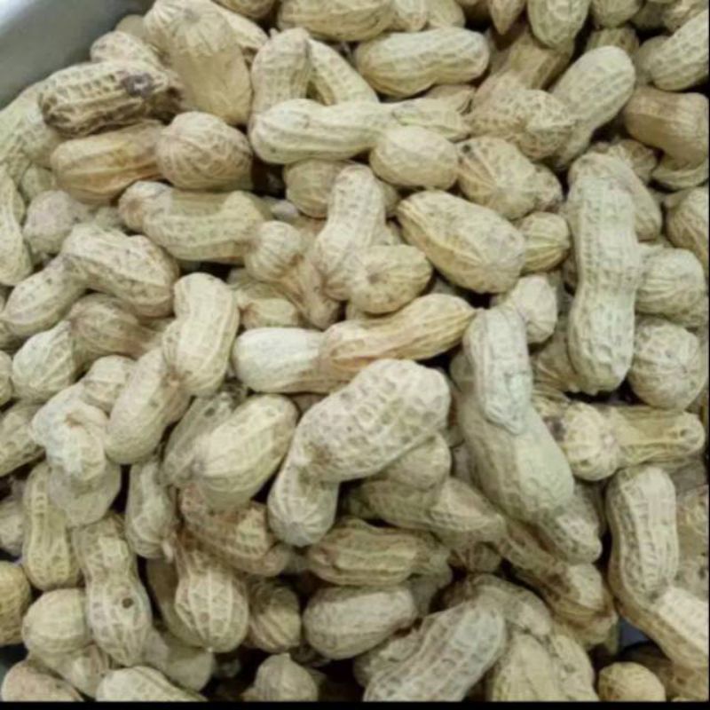 

KACANG KULIT OVEN 1kg