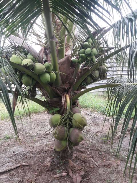 Bibit Kelapa Pandan Wangi F1