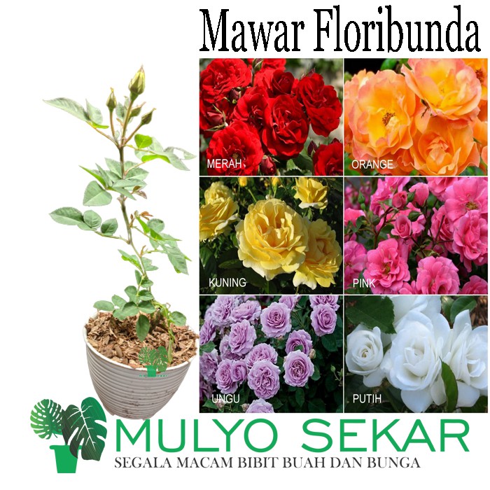 Tanaman mawar floribunda sudah berbunga boleh pilih warna - asli ( Pilih Warna) Bukan Bibit benih