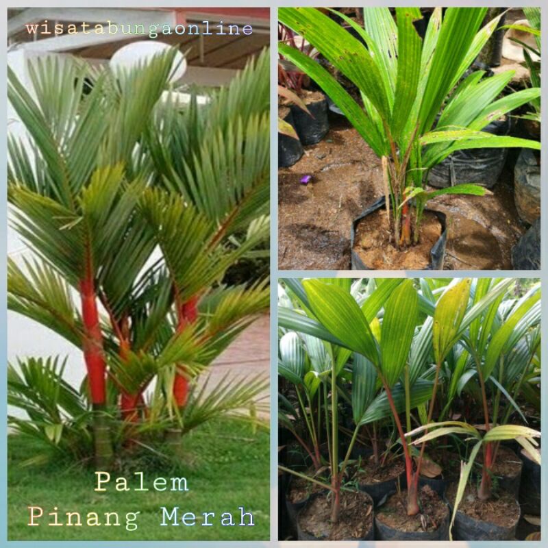 Tanaman Hias Palem Pinang Merah