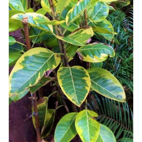 Tanaman Hias Karet Kebo Kuning Beringin Karet Kebo