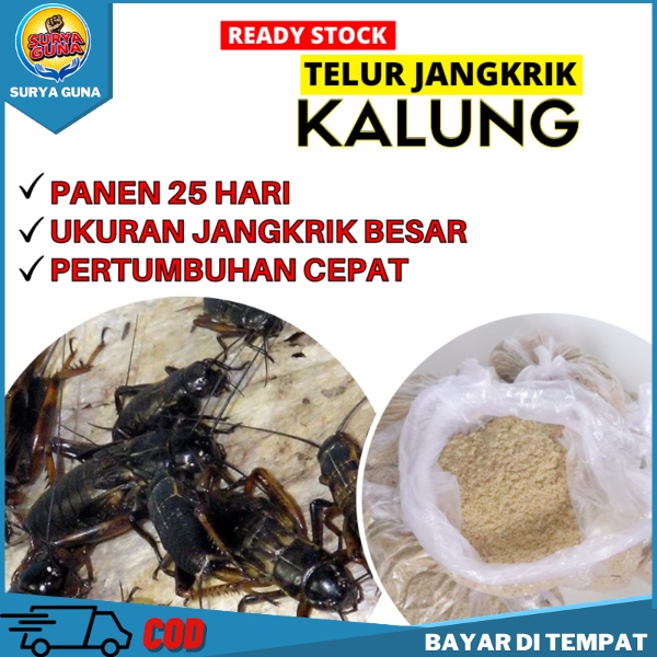 

Telur Jangkrik Genggong Kualitas Super Siap Kirim Tulungagung