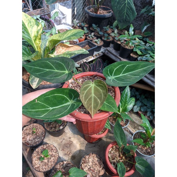 Anthurium Forgetii dark form / Kuping Gajah Forgetii / forgetti
