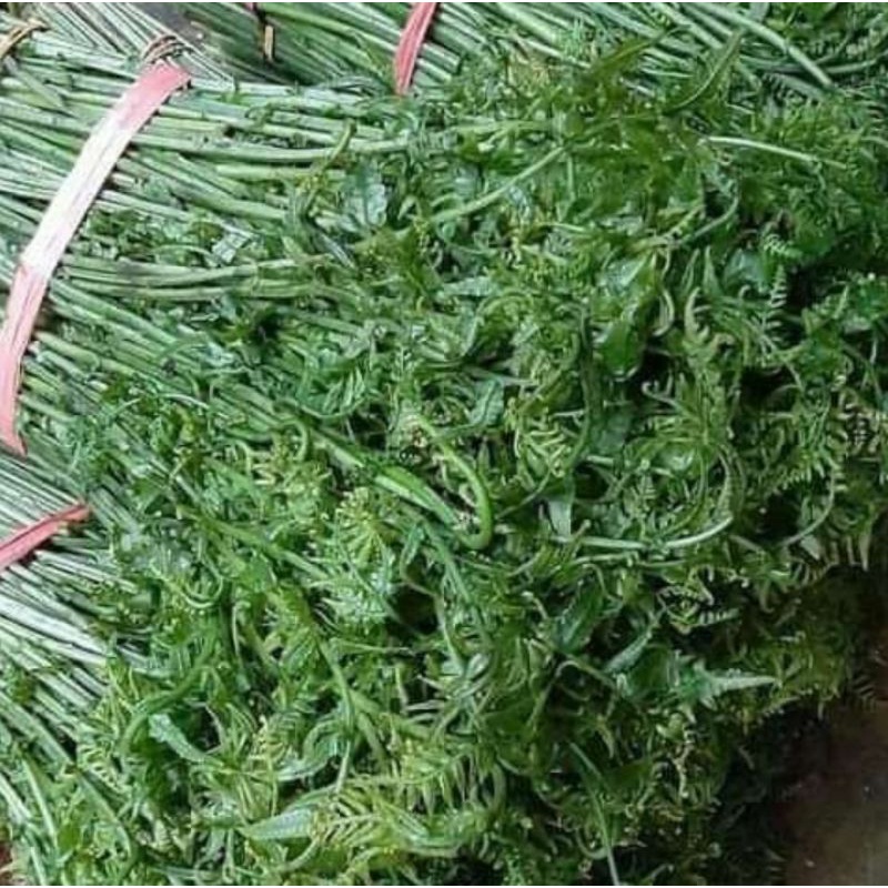 

pakis sayur segar perikat berat 250 gram bonus bunga kecombrang