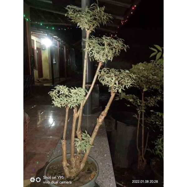 seribu bintang