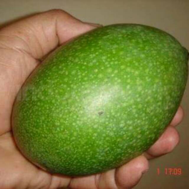 Bibit Tanaman Buah Mangga Lalijiwo
