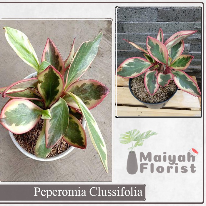 Peperomia Clussifiola - Tanaman Hias