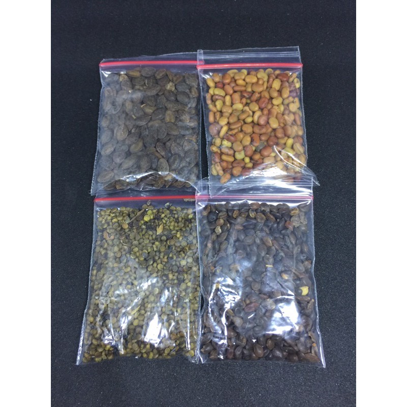 benih gamal indigo lamtoro kelor