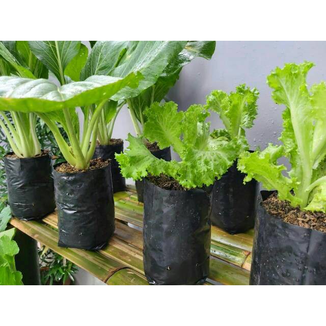 POLYBAG UKURAN 25 X 25 ISI 10PCS MURAH / POLYBAG MURAH / POLYBAG SAYURAN / POLYBAG GROSIR