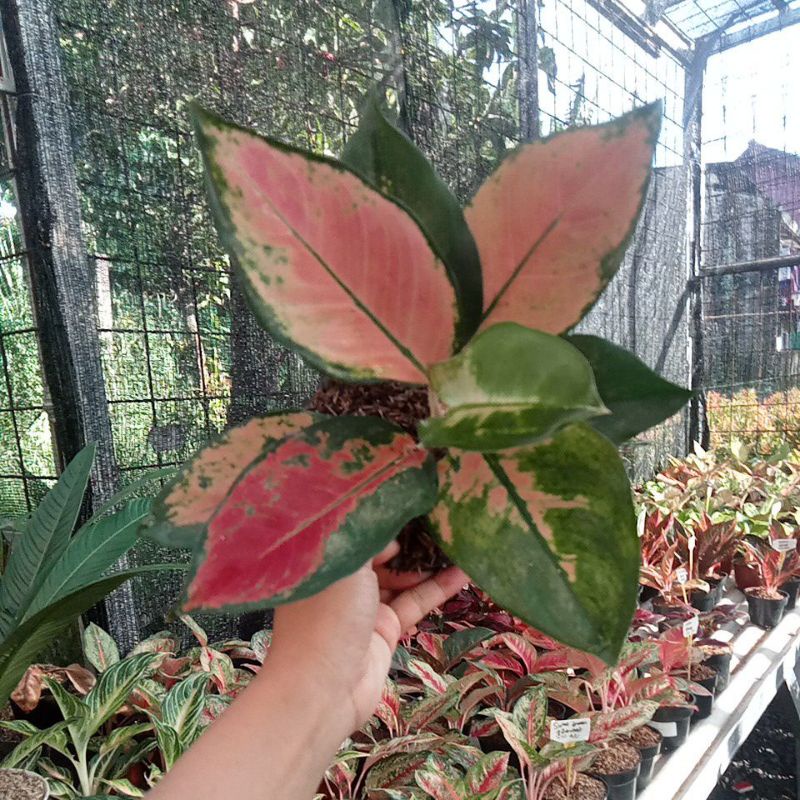 Aglonema Kocin Tembaga