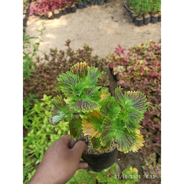 POHON MIANA KERANG BATIK/TANAMAN HIAS MIANA HIDUP