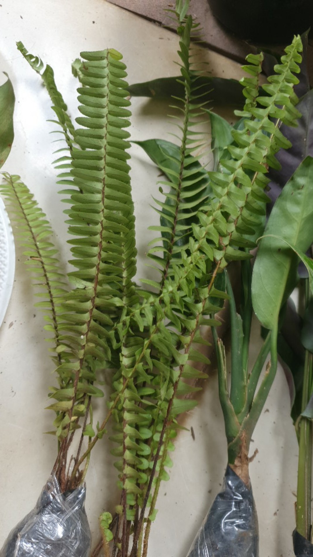 Tanaman Hias Pakis Kelabang-pakis Kelabang