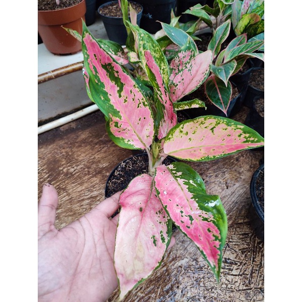 Aglonema kocin camelon