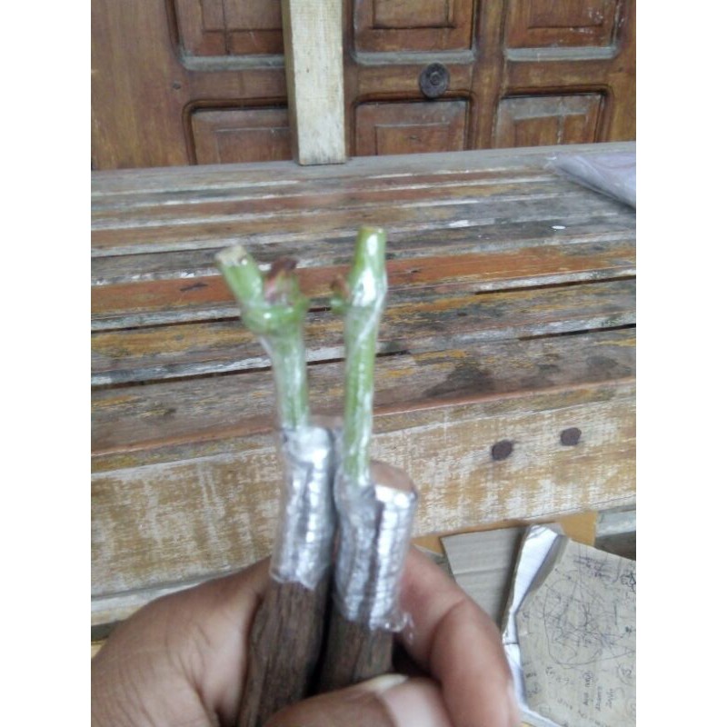 Cutting Grafting Anggur CRV