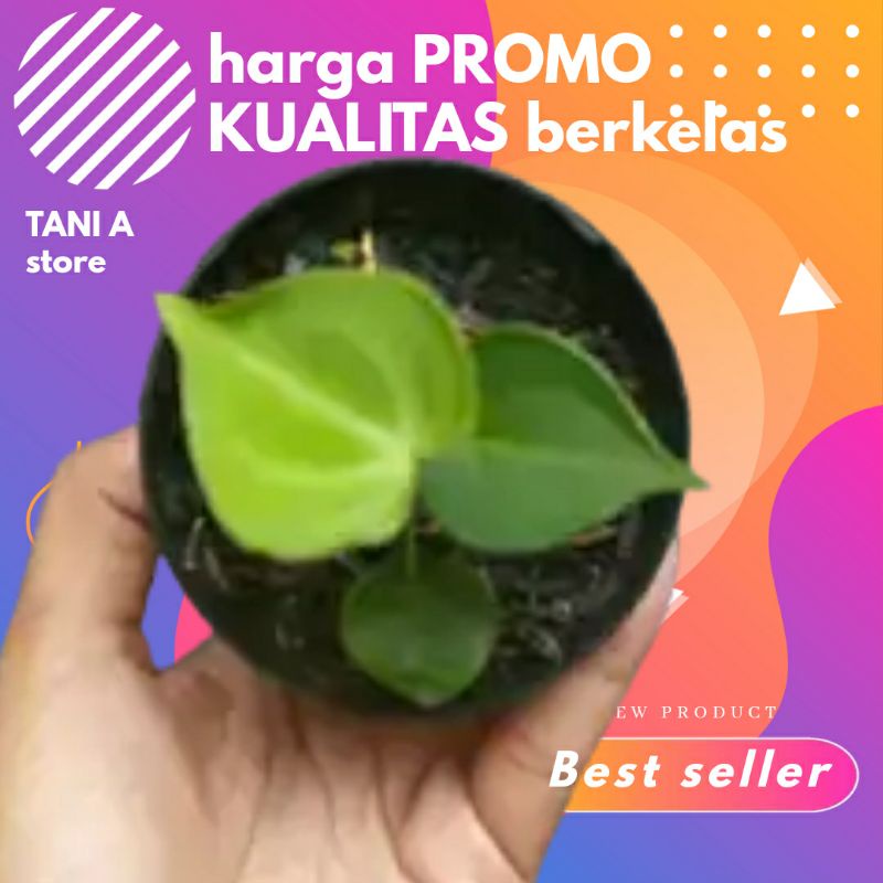 tanaman hias baby kuping gajah tarantula ori kg clarinervium sesuai gambar