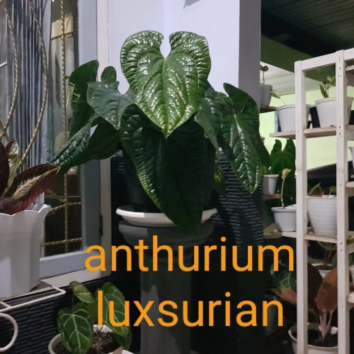 anthurium luxurians atau yang disebut sirih keraton