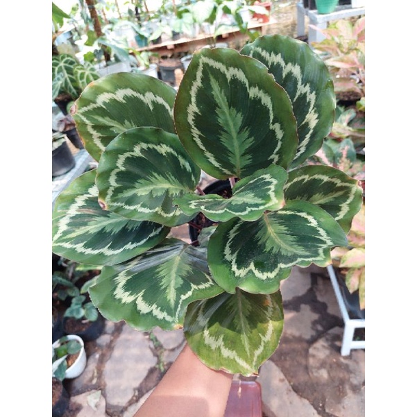 CALATHEA medalion