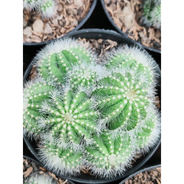 Kaktus Noto cluster ownroot