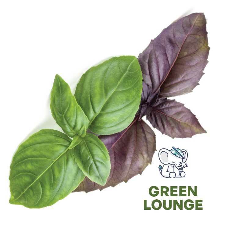 

Daun Basil Premium Premium - Red & Green