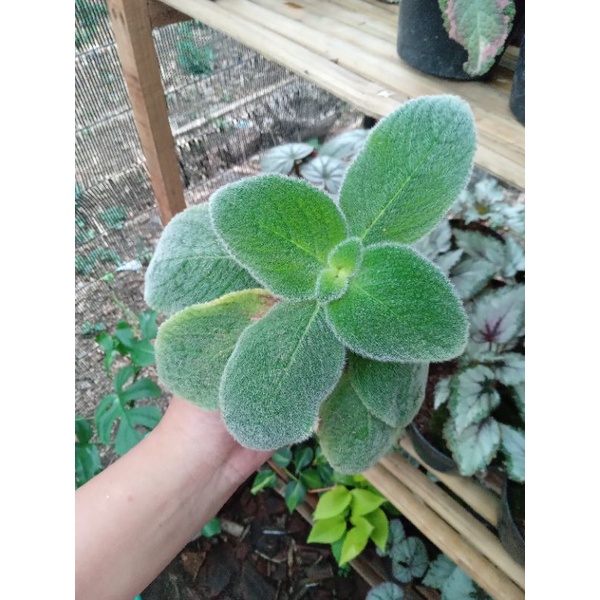 Episcia Blue Heaven Bunga Ungu Putih